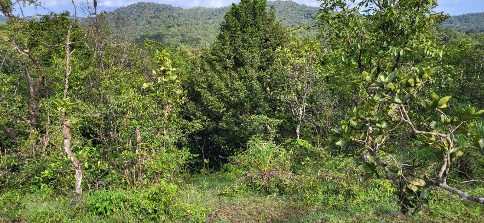 Restoration of Forest Commons