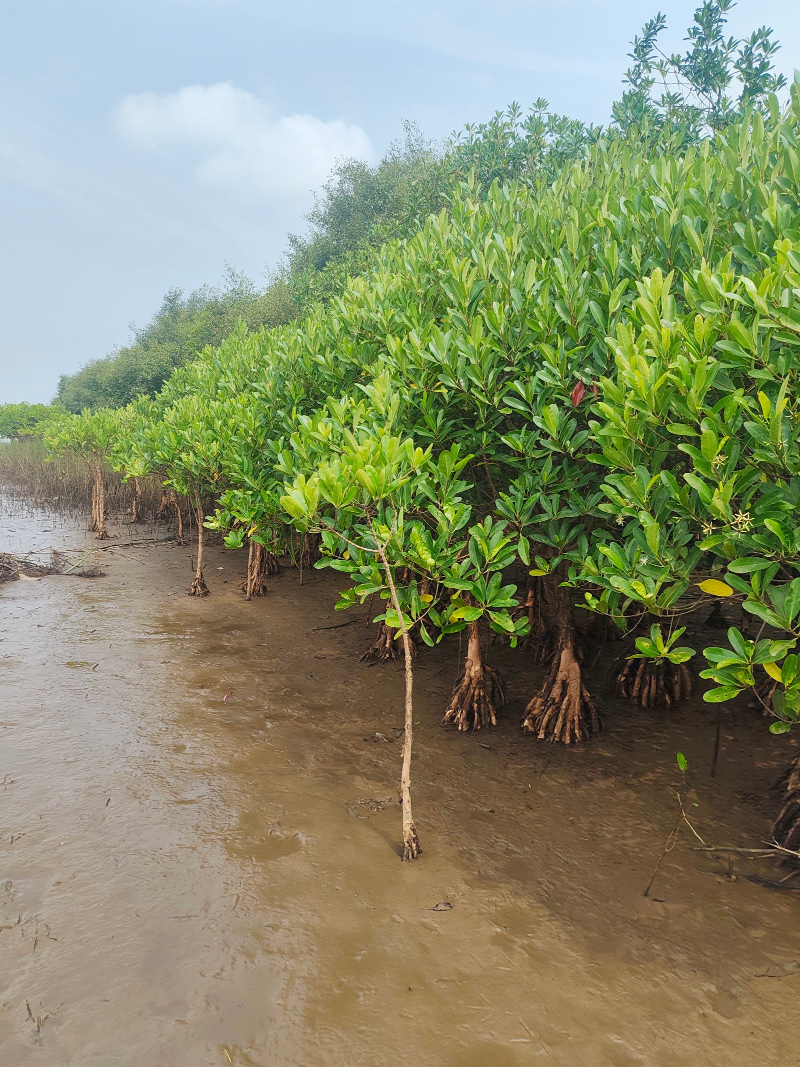 Mangrove Regeneration & Restoration