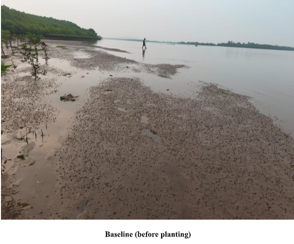 Biodiversity Conservation and Mangrove Plantations Phase II